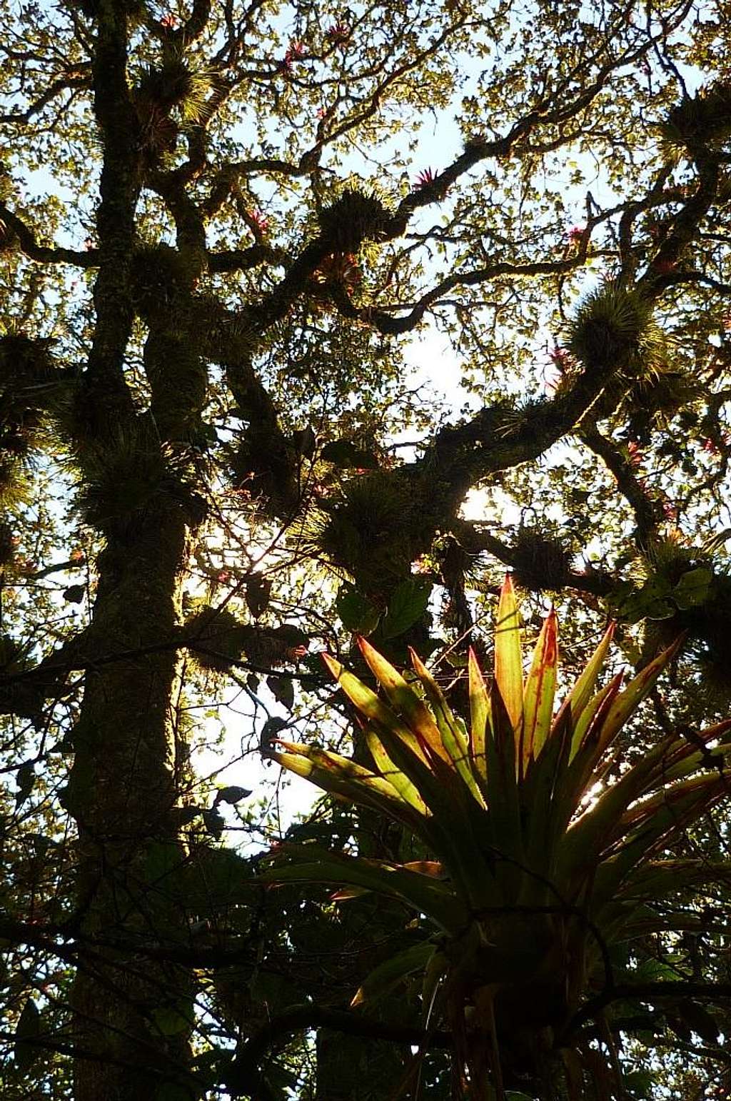 Bromelia in the cloudforest