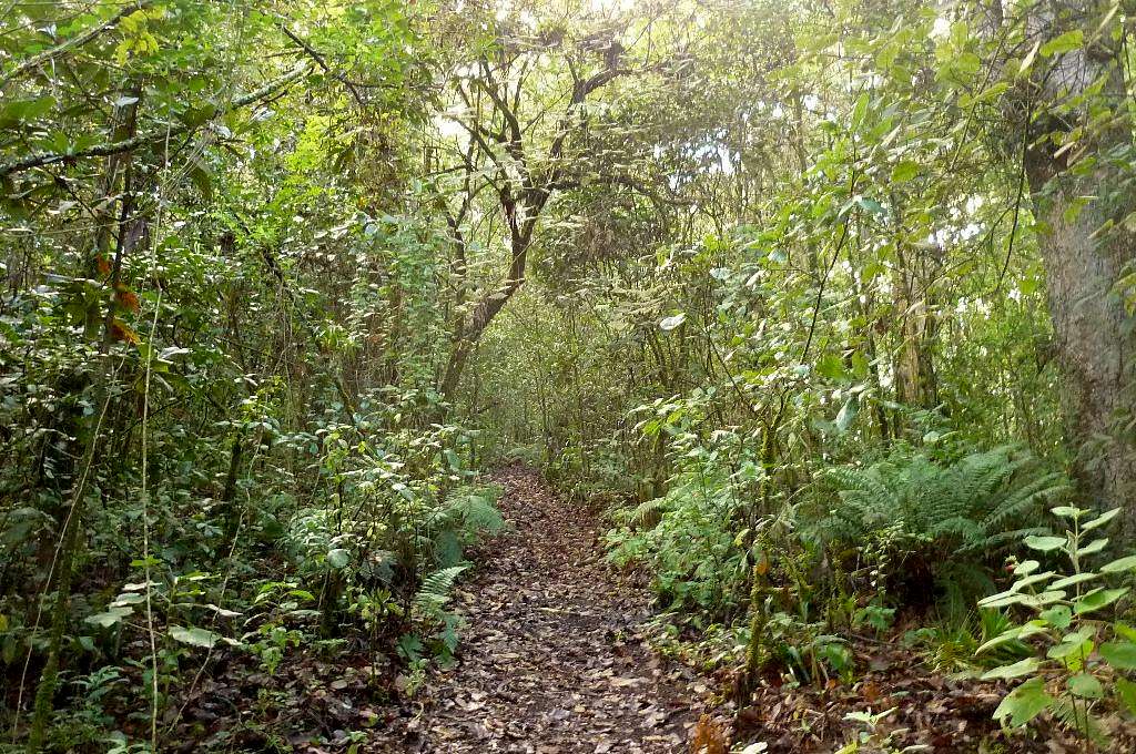 Trail in the cloudforest