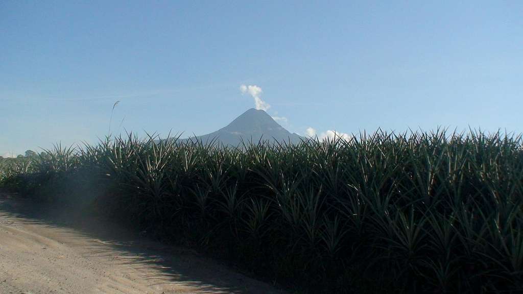 Mount Matutum Behind the Pineapples