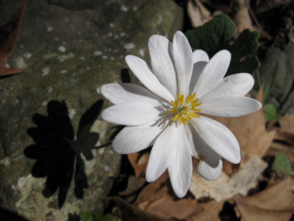 Shadow of the Bloodroot