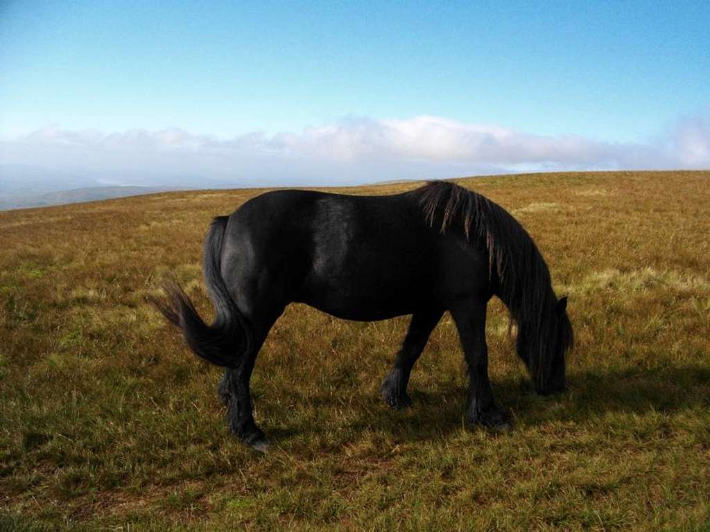 A wild horse on Harter Fell