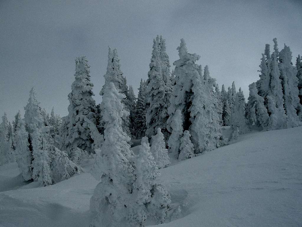 Snow Caked Trees