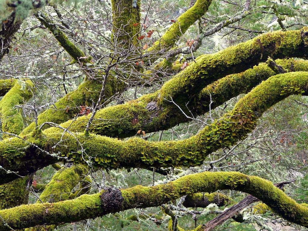 Moss covered oaks