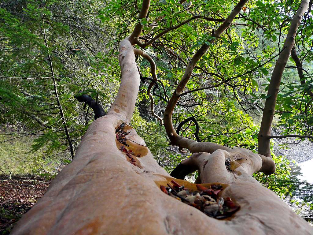 Madrone tree limb