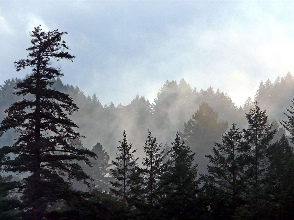 Misty pines below Bolinas Ridge