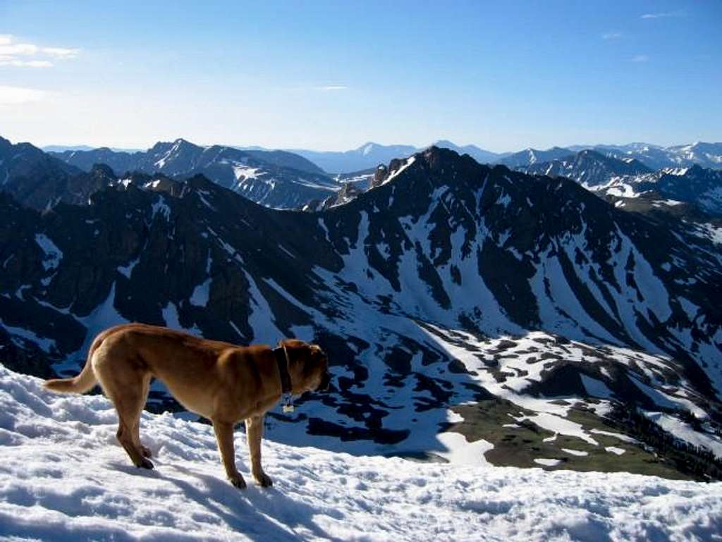 My dog Sopris on the summit...