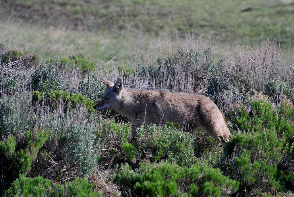 coyote in Lamar Valley