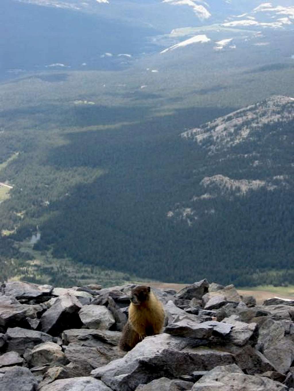 Marmot free-soloing the final...