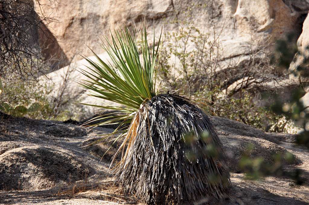 Yucca Plant on the way to...