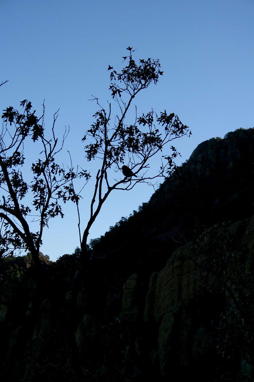 Bird Silhouette on Pinnacles Trail