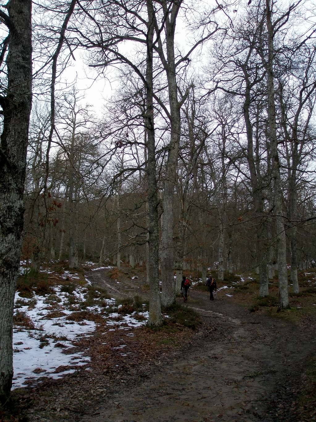 Forest path