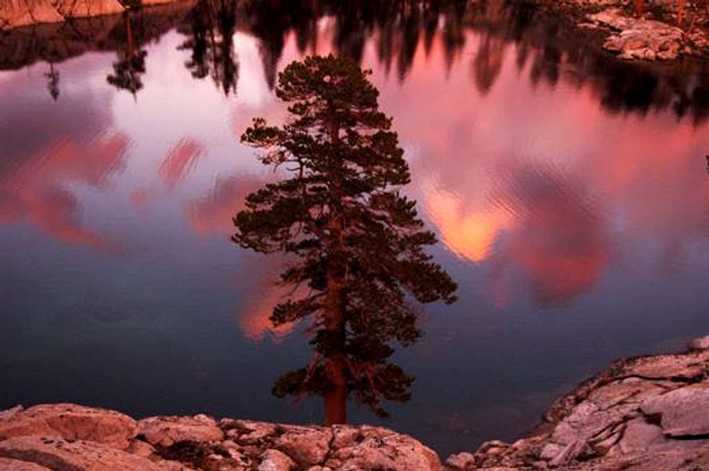 Pine Tree and Reflection