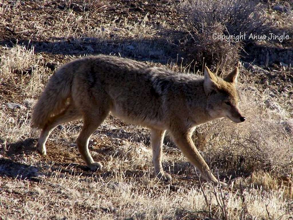 Red Rocks Coyote