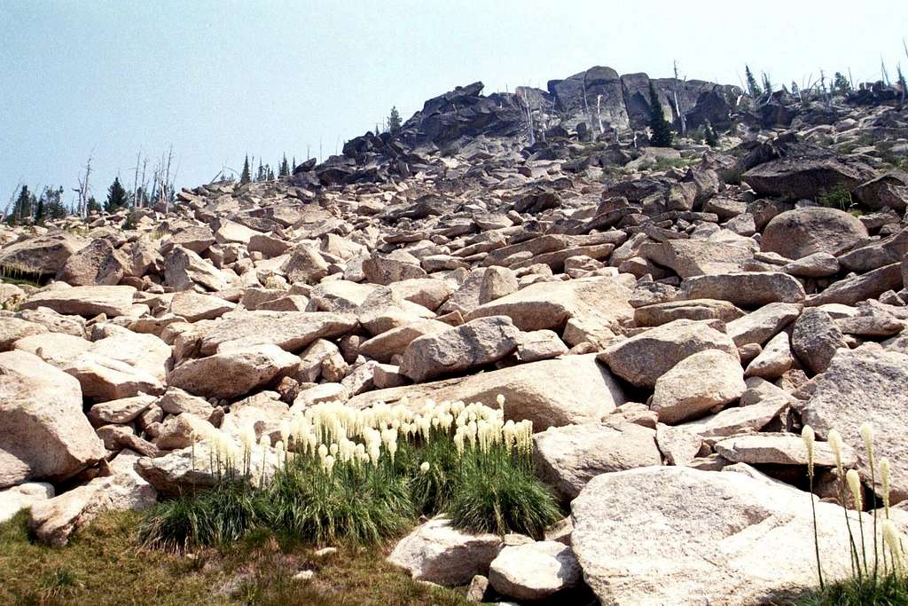 Beargrass on the North Ridge
