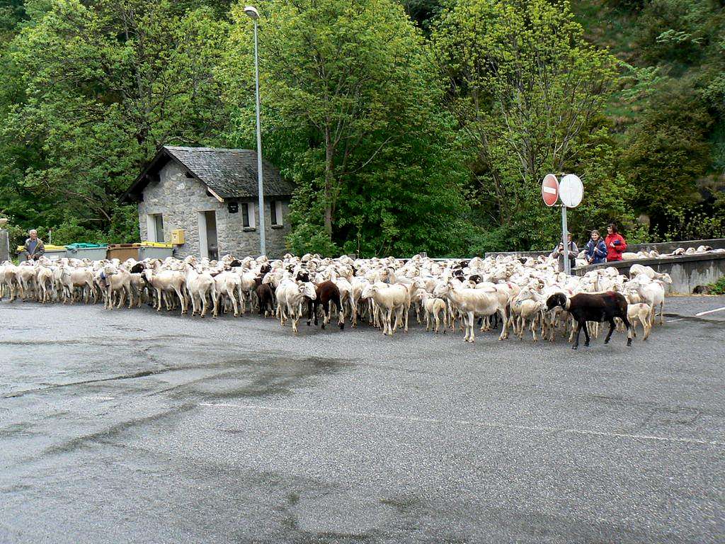 The sheep transhumance in the Aure valley