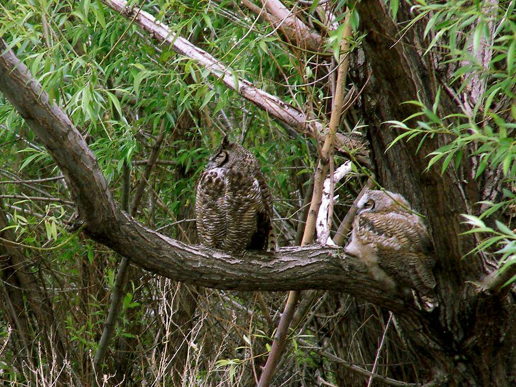 Great Horned Owls at Fields