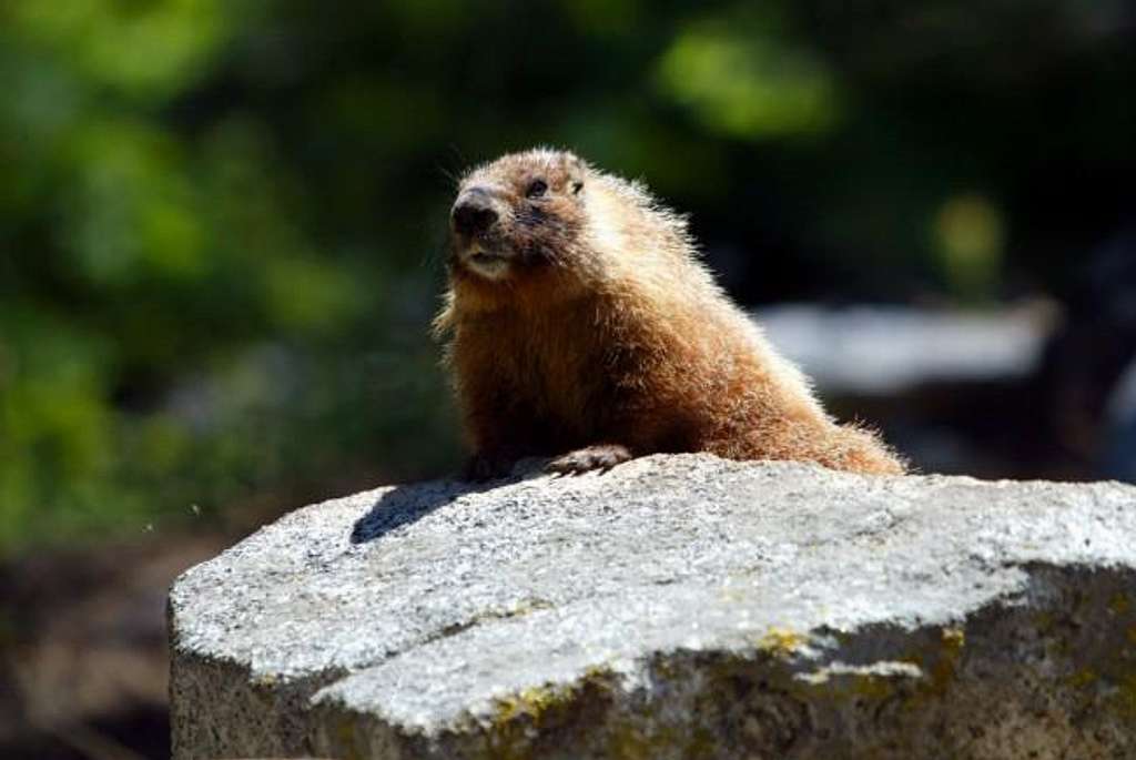 Marmots Will Likely Greet You...