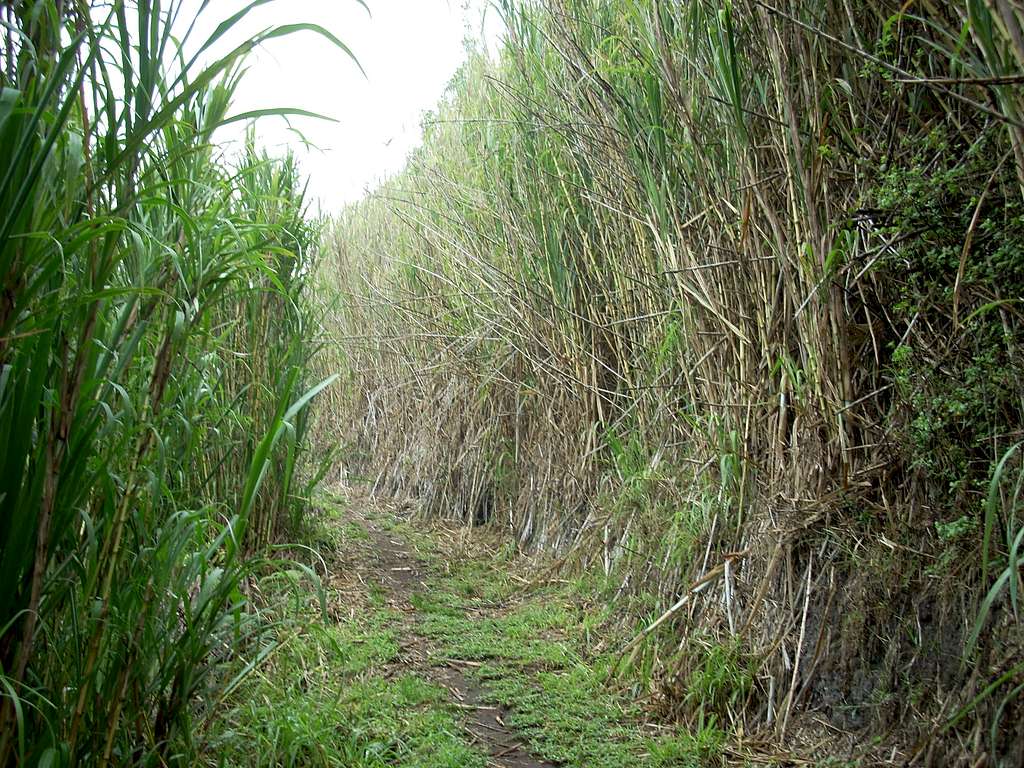 A trail above Banos in tropical forest