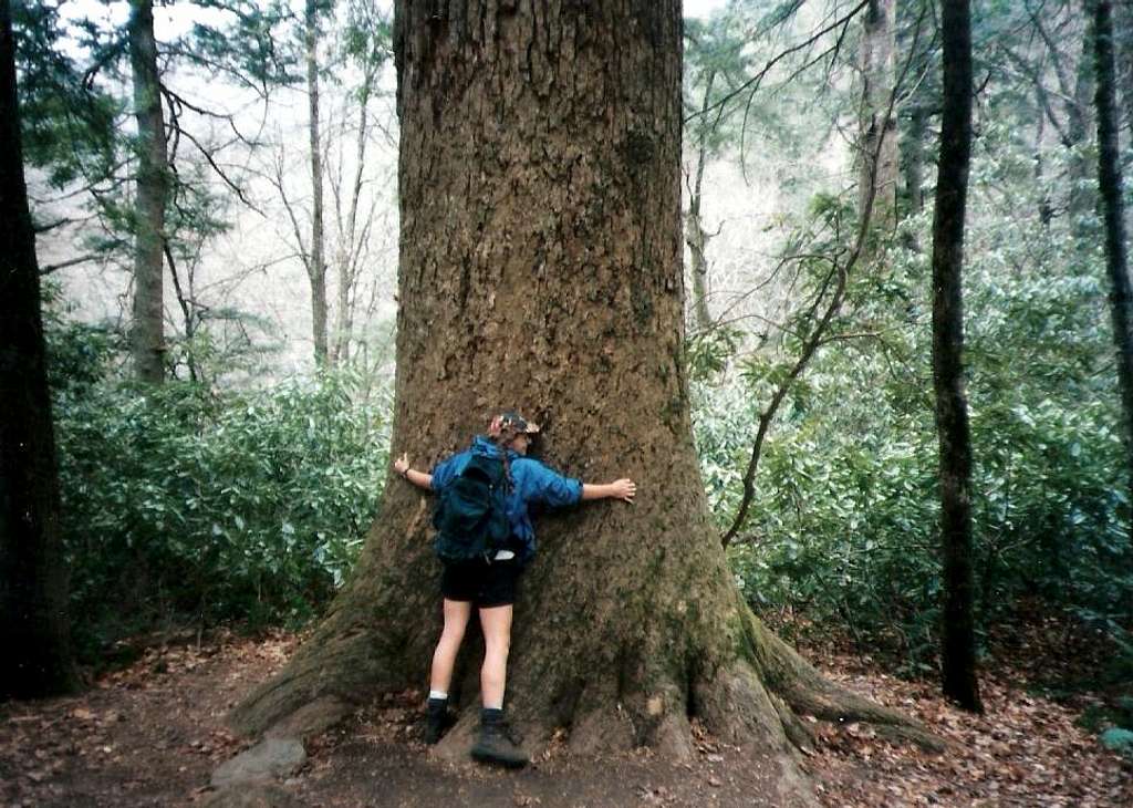 Smoky Mountain Tree Hugger 1996