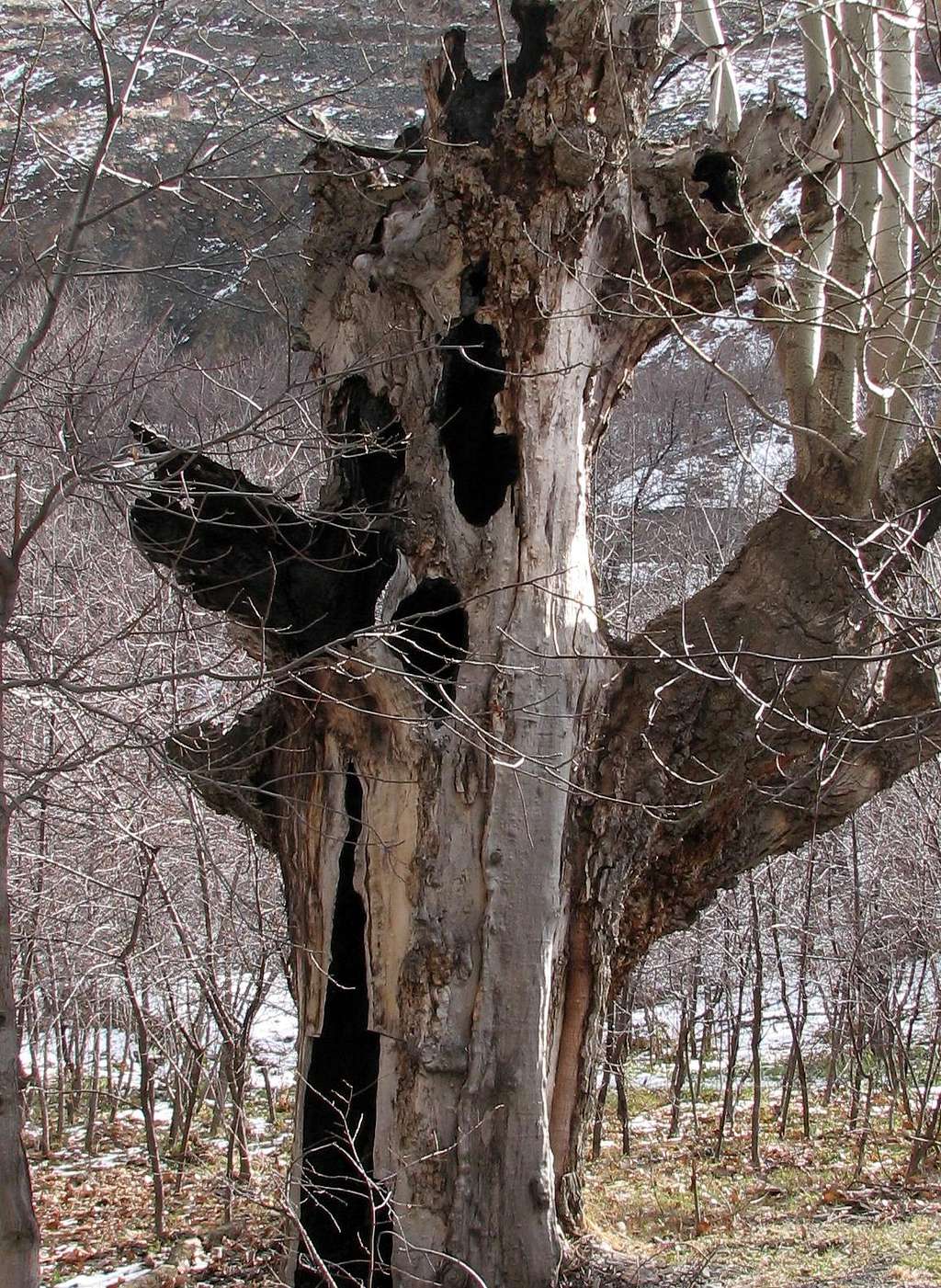 Strang Tree
