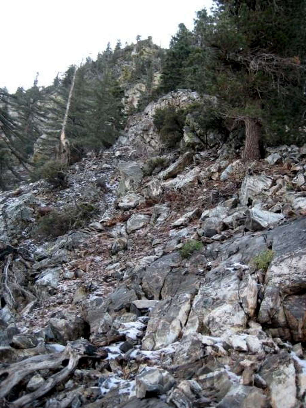 Looking Up Falling Fir Ridge