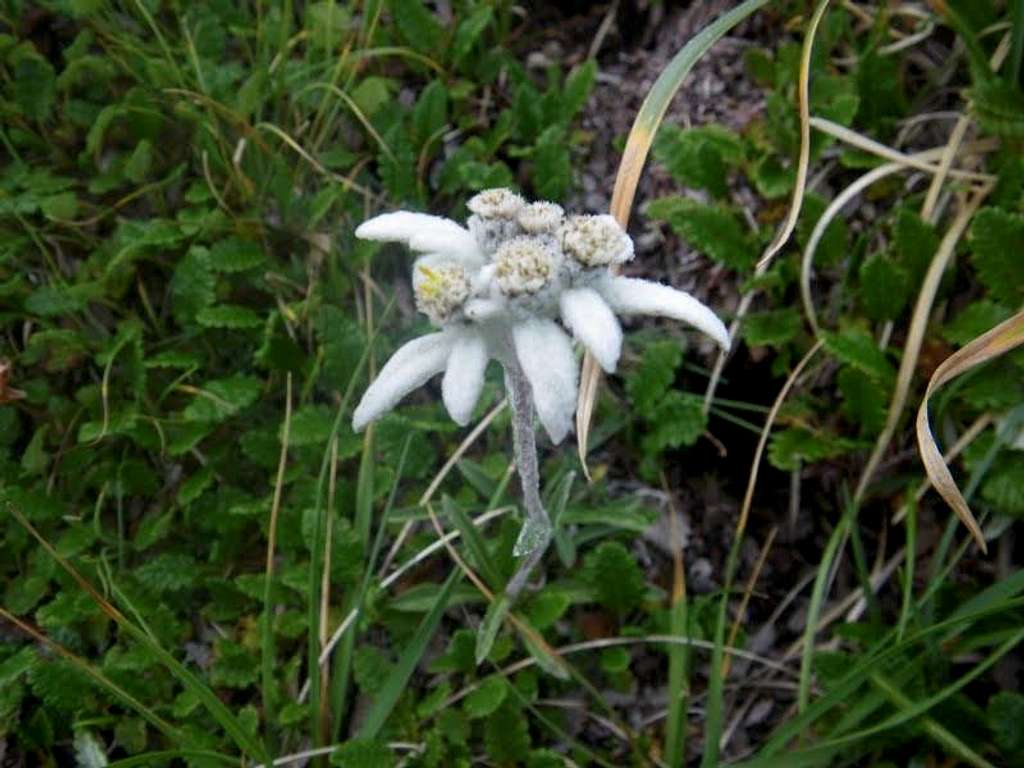 Edelweiss in the Pyrenees