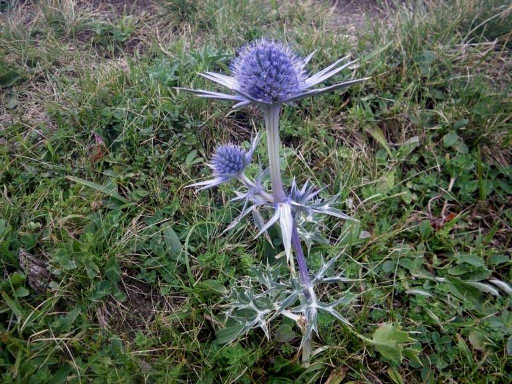 Blue thistle in the Pyrenees