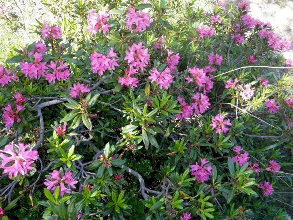 Rhododendrons in the Pyrenees