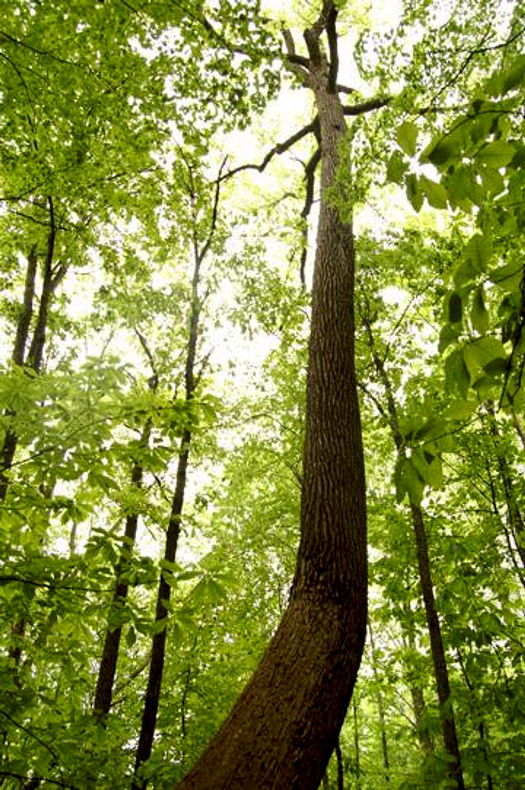 Curved Poplar Wide View