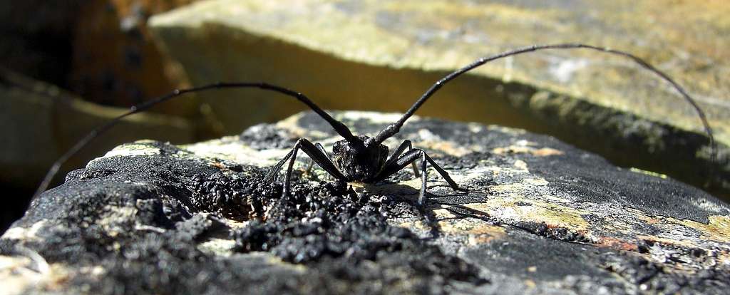 Montana Beetle