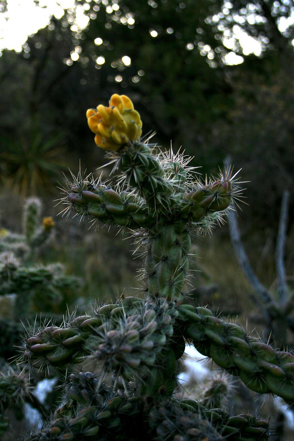 Cholla Blossom on the Devils Hall Trail