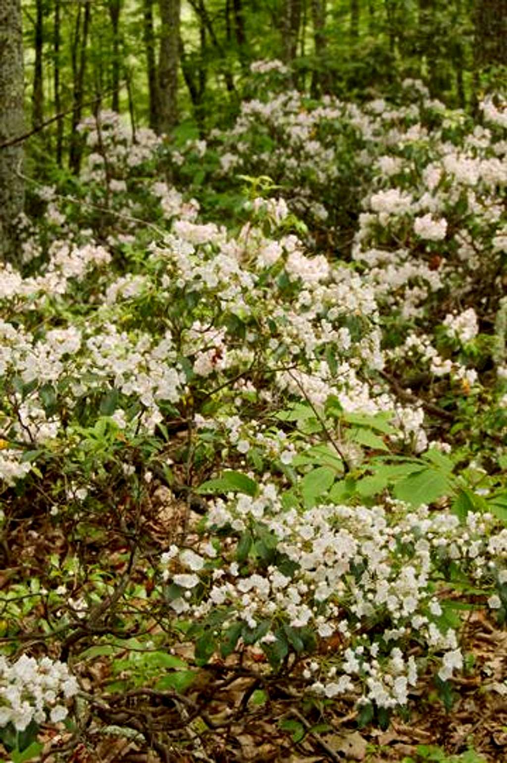 Mountain Laurel