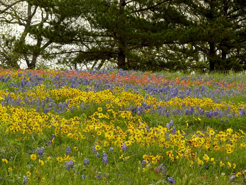 spring flowers