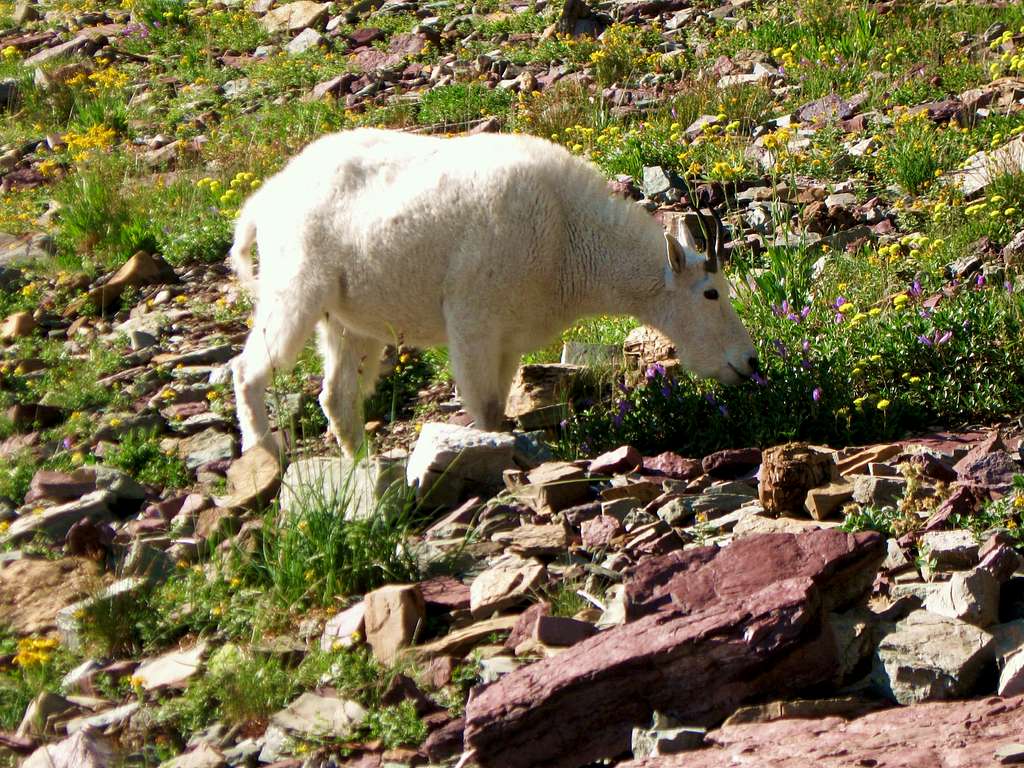 A Fellow Climber in Glacier National Park