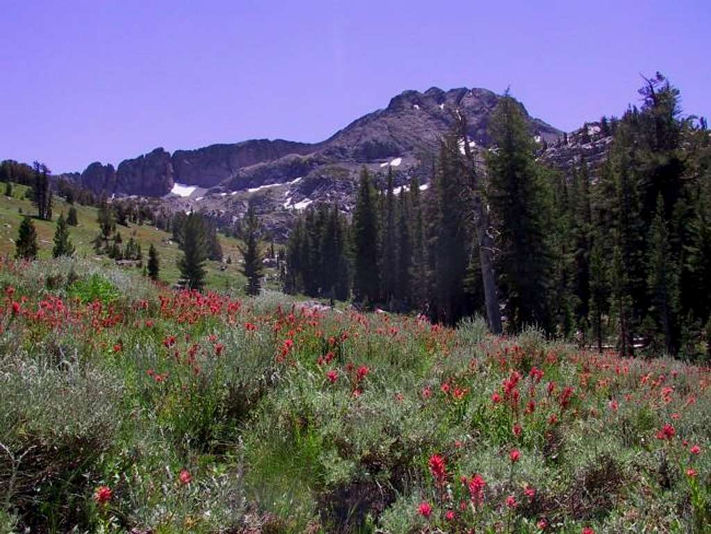Wildflowers abound on the...