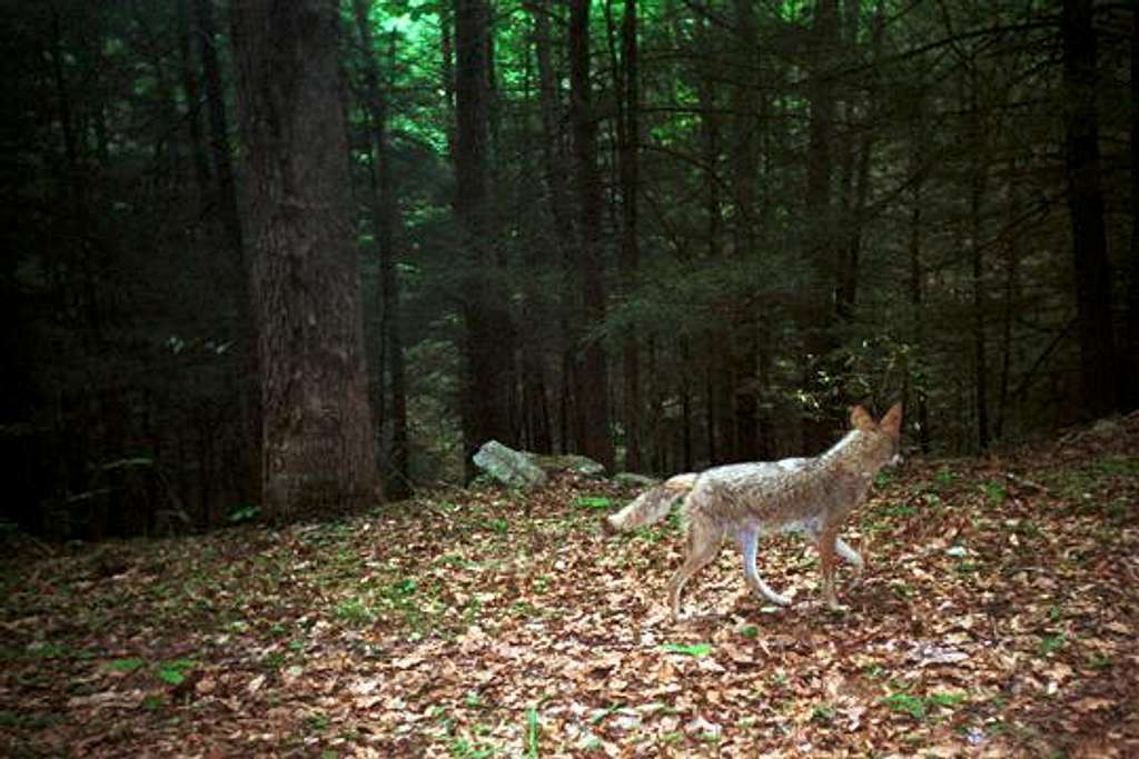 Coyote in The Blue Ridge