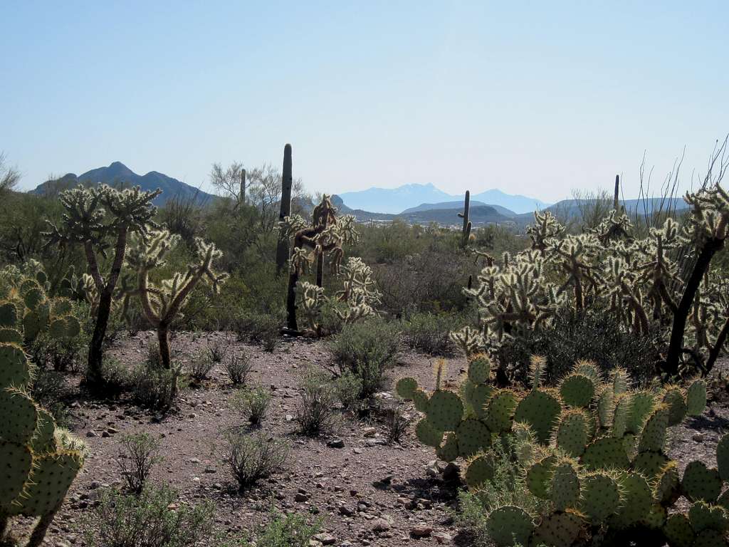 Sonoran Desert near Cat Mountain