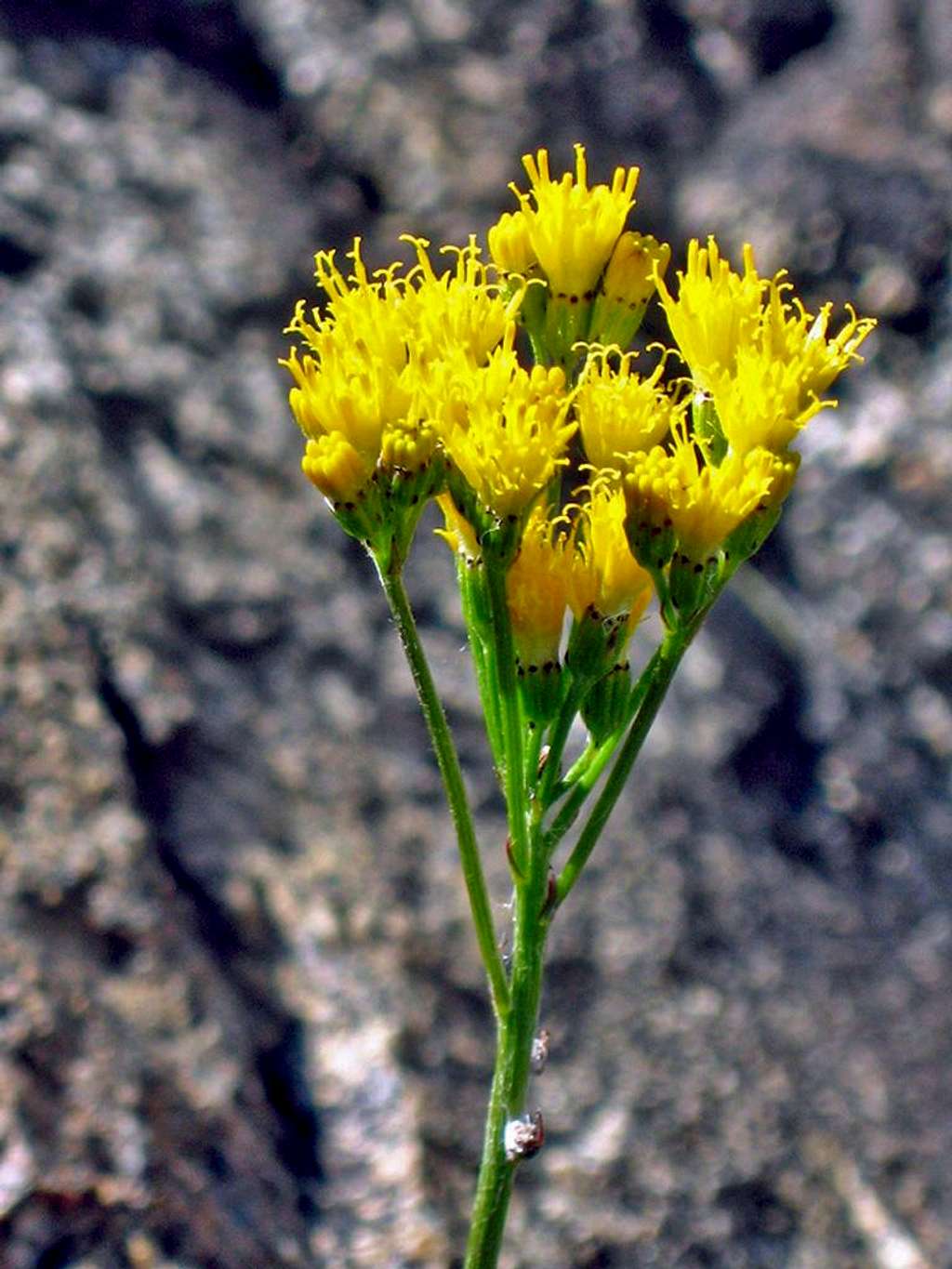 Sierra Butterweed