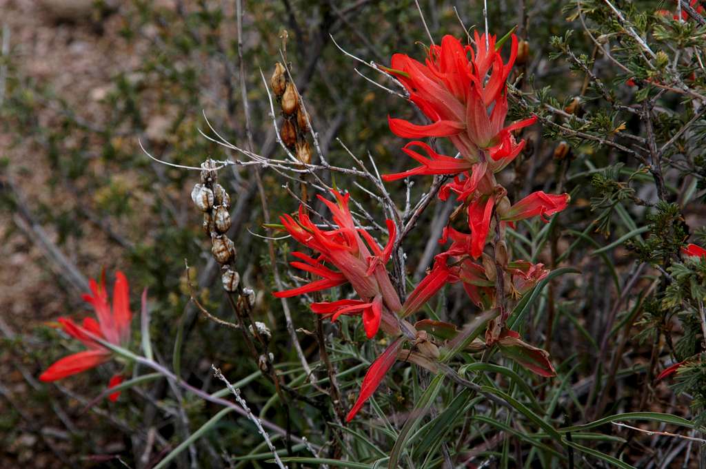 Sandia Crest