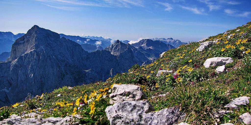 Flowers and Julian Alps