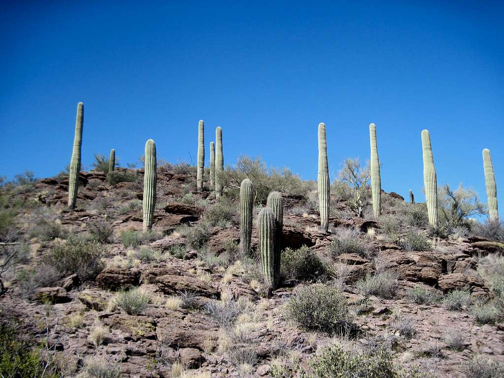 Stand of Saguaros