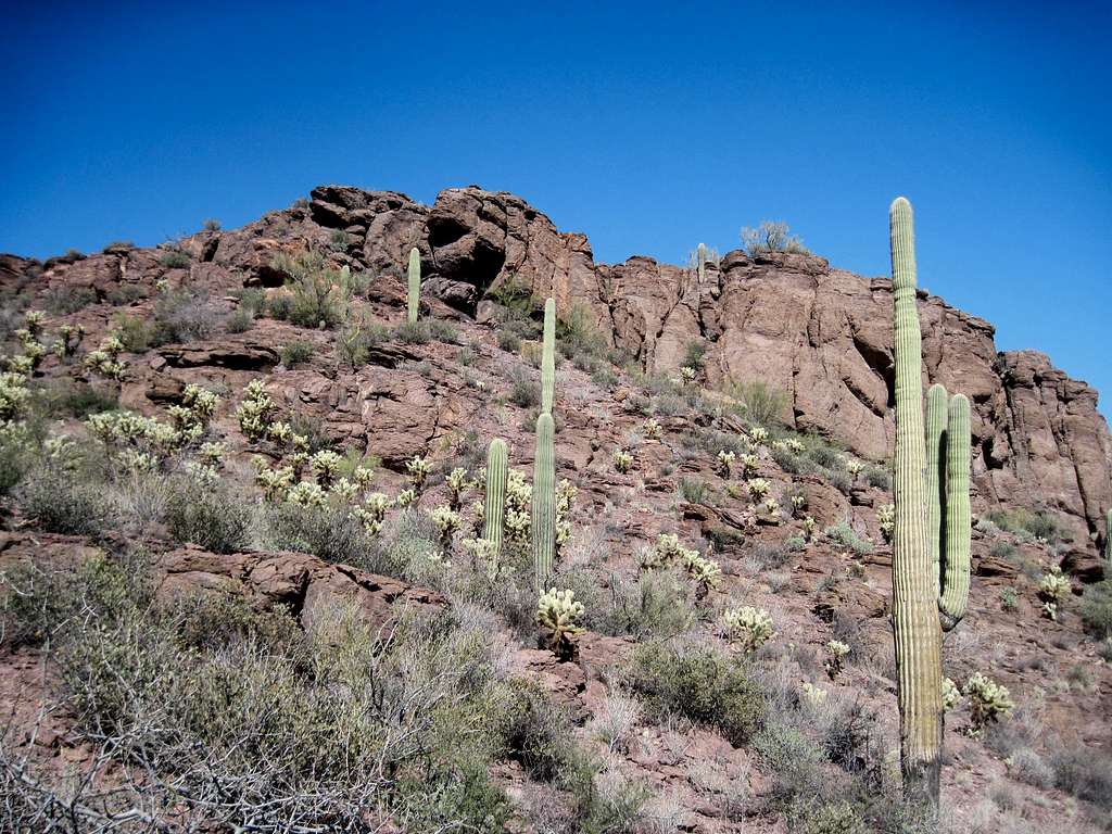 Sonoran Desert Scape