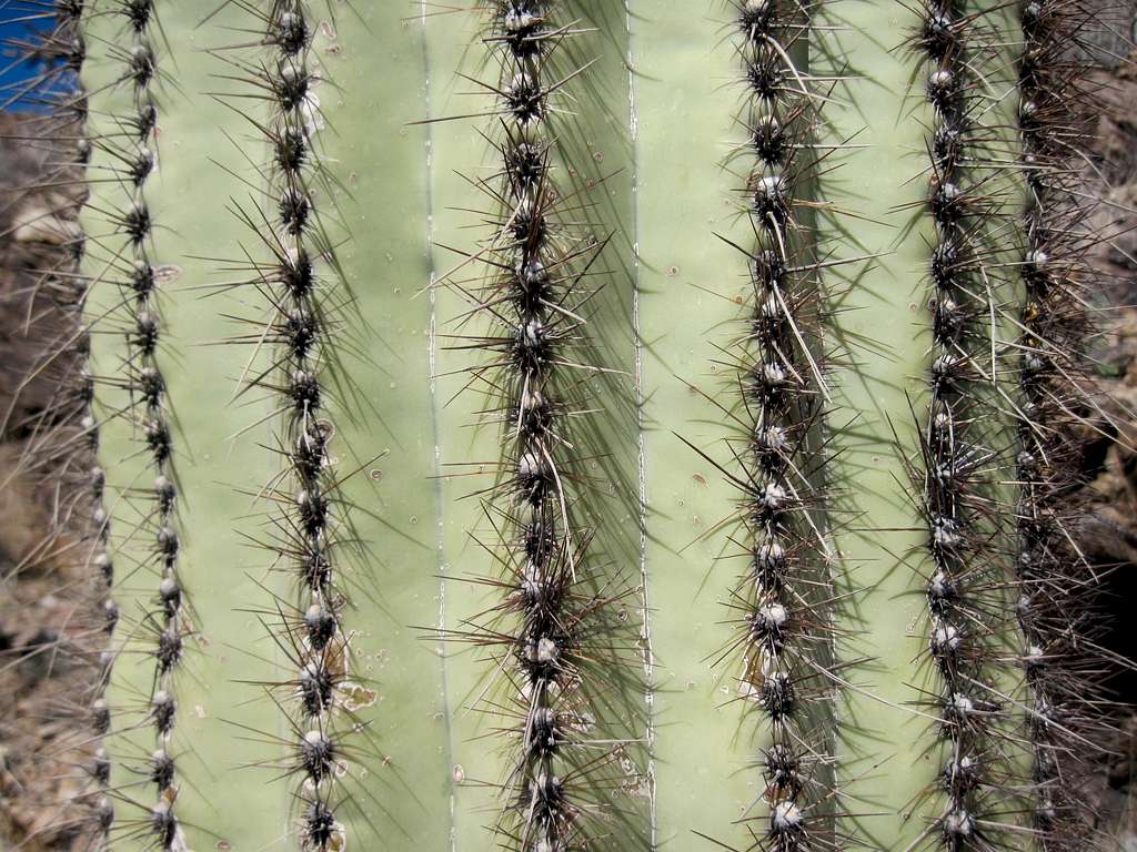 Saguaro Close-Up