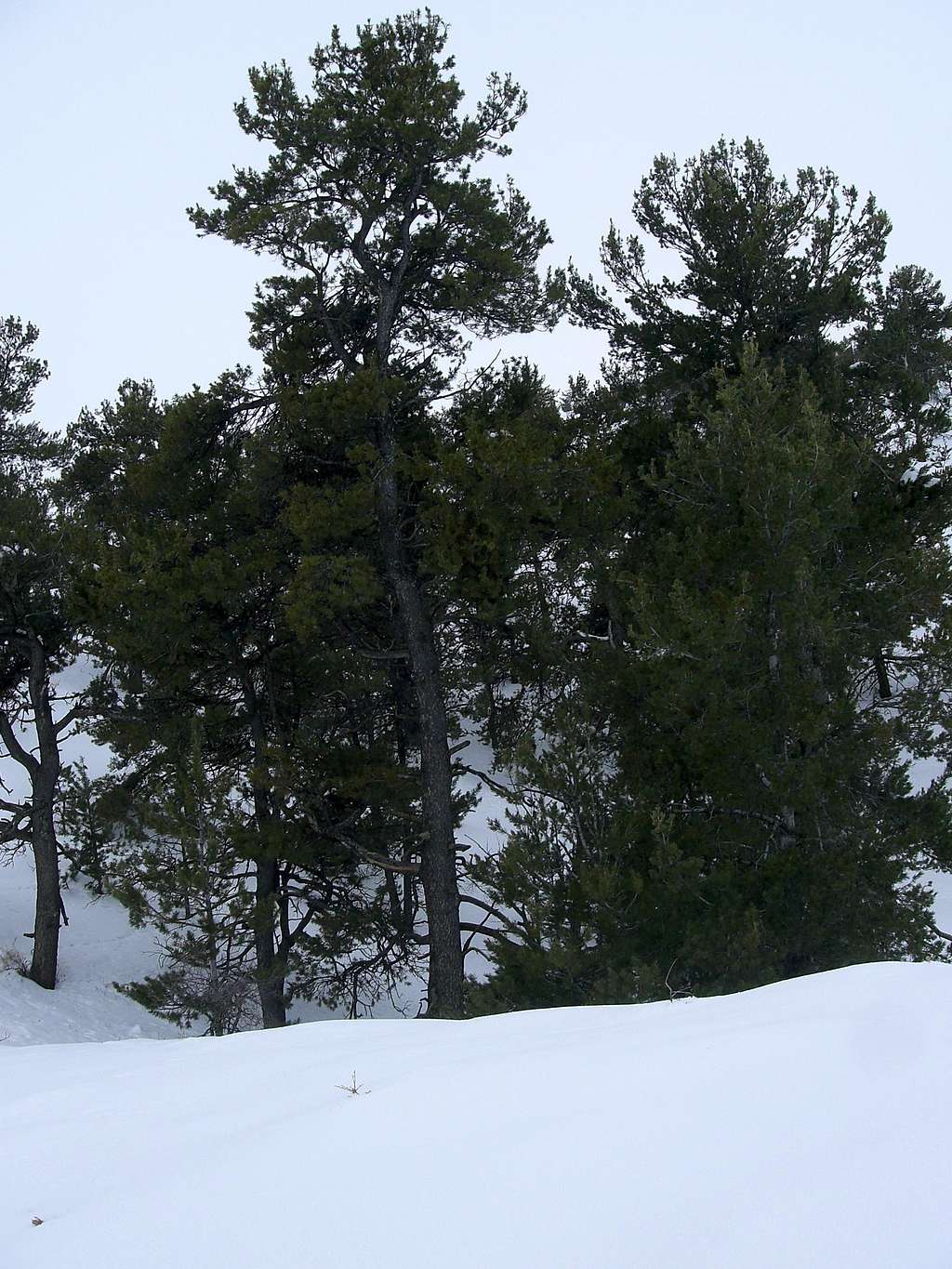 Large Limber Pine