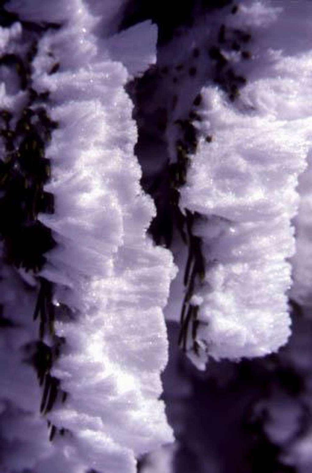 Frozen needles on a summit...