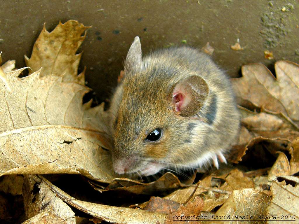 Woodland Mouse