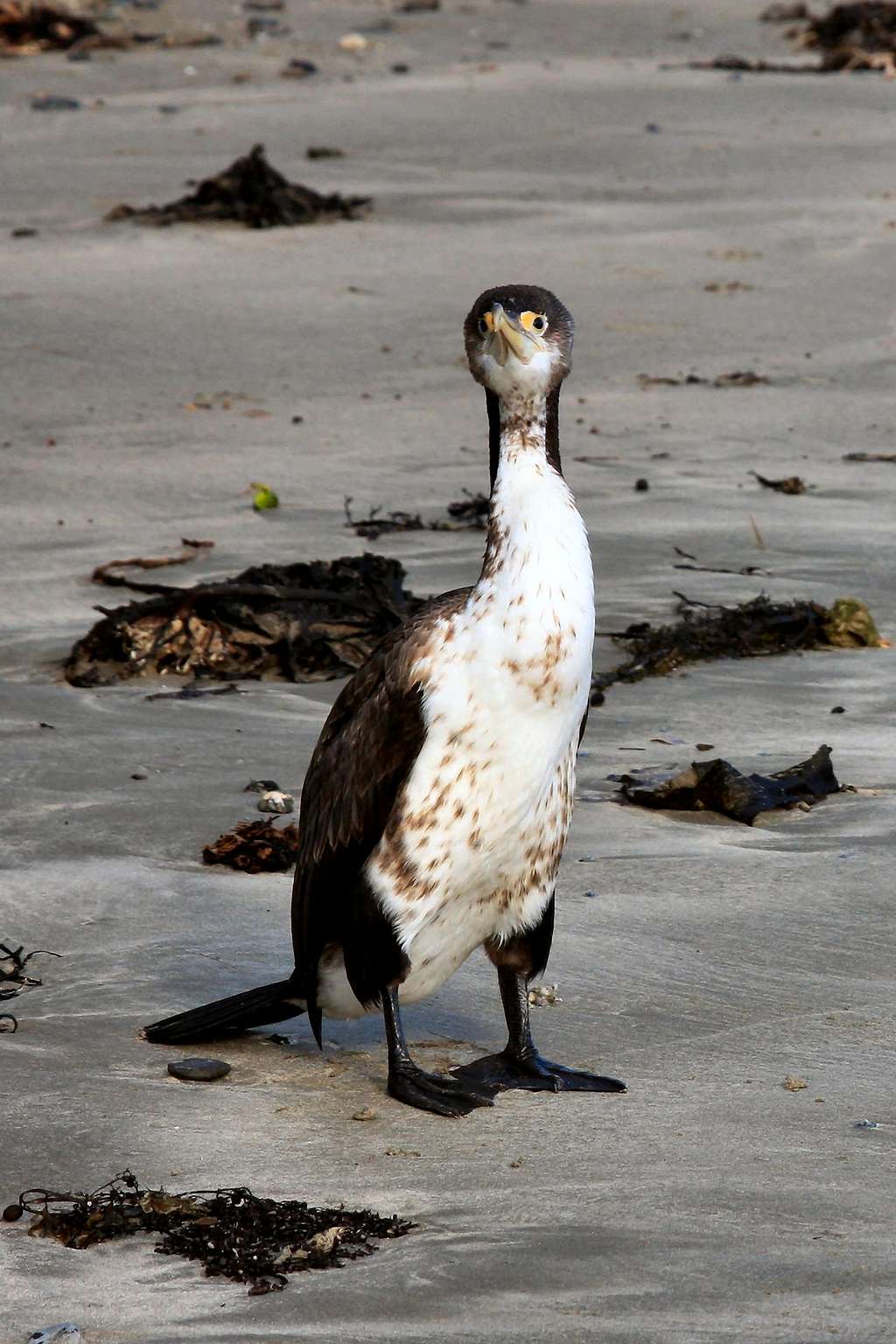 Pied Shag 