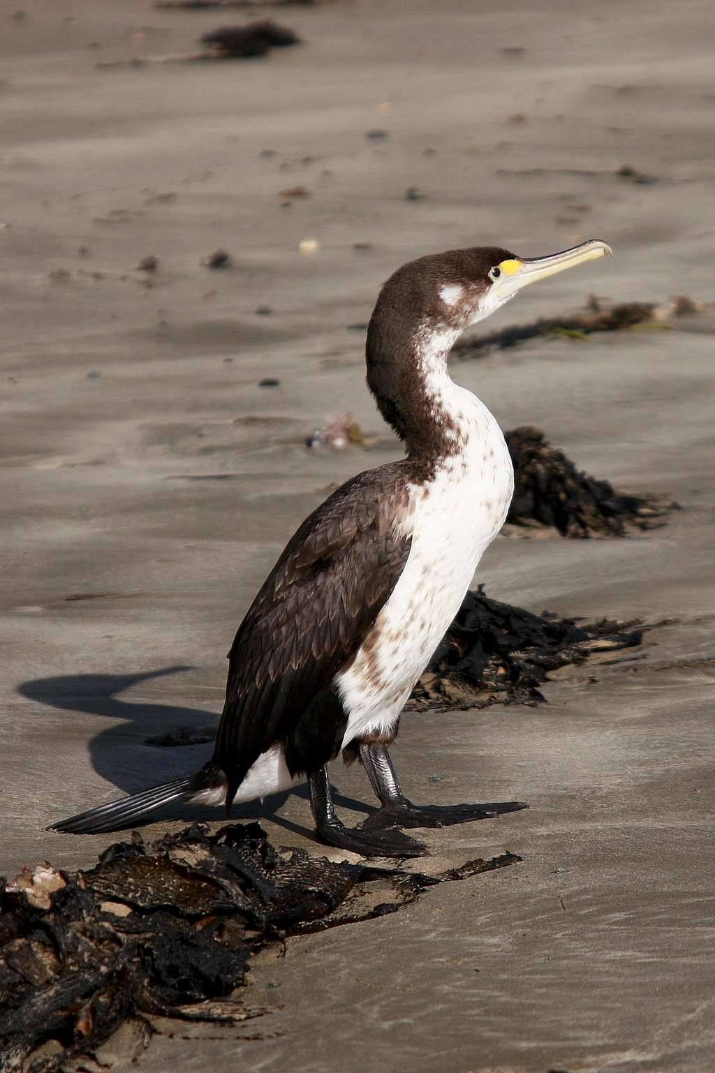 Pied Shag 