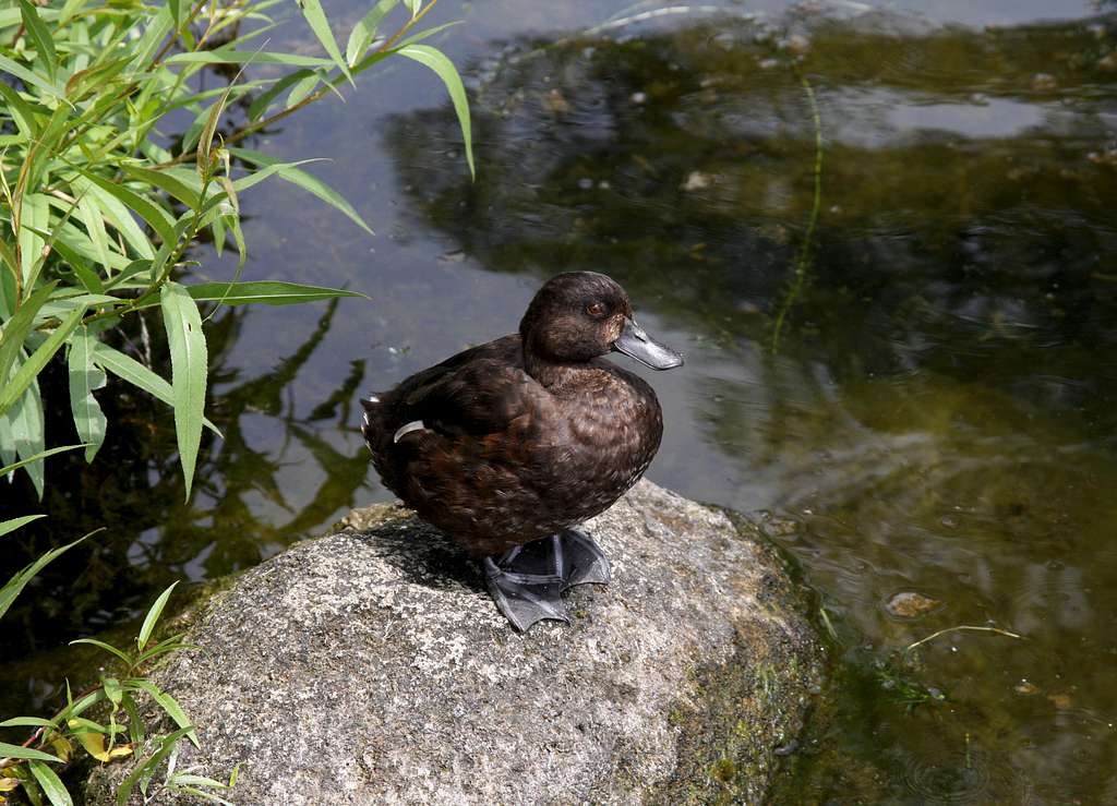 New Zealand Scaup