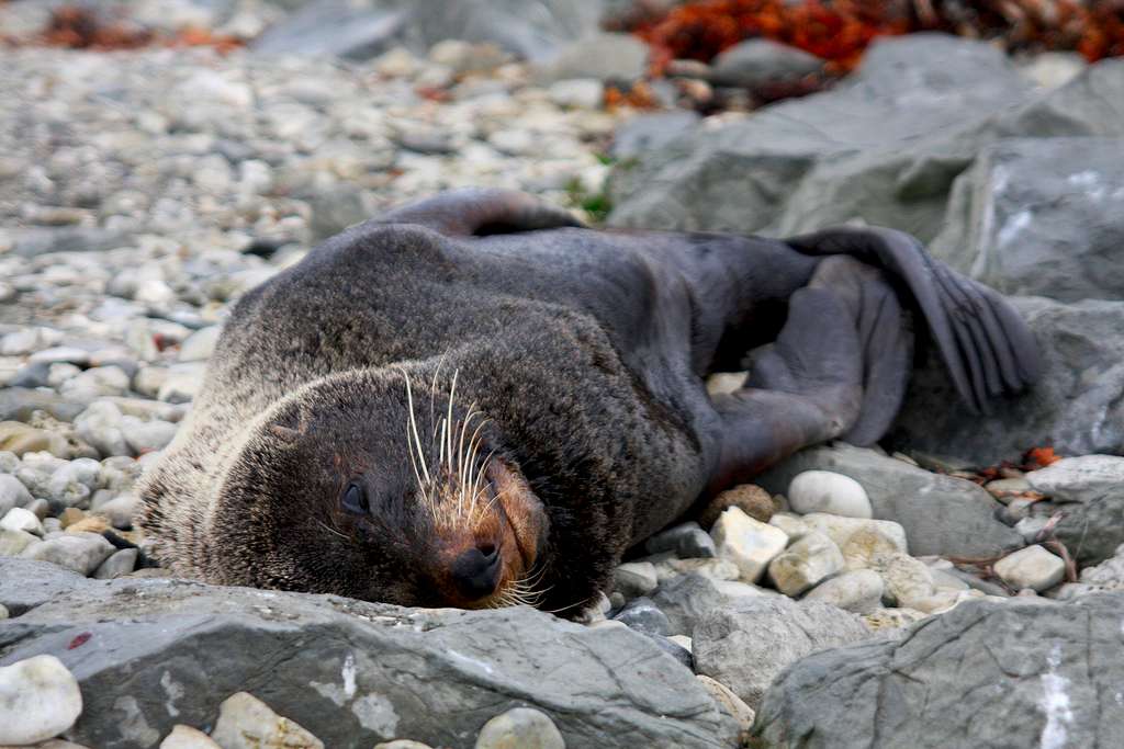 Australian Fur Seal 